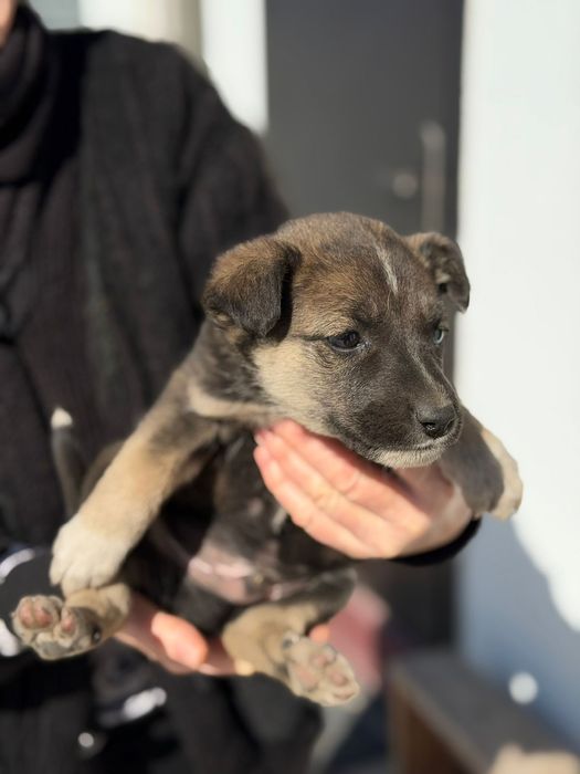 Отдам в добрые руки