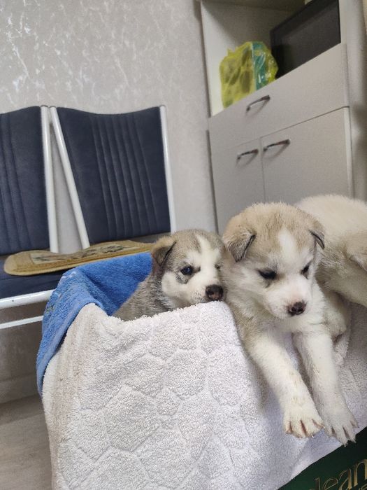 Продаются щенки Хаски