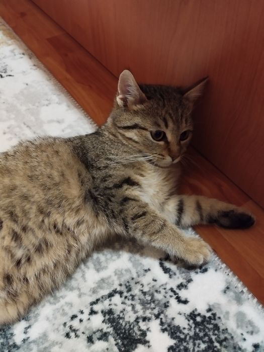 Женско котенце търси дом