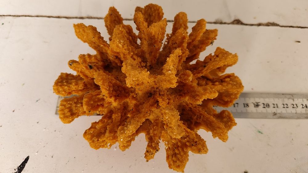 Akvarium uchun bezaklar