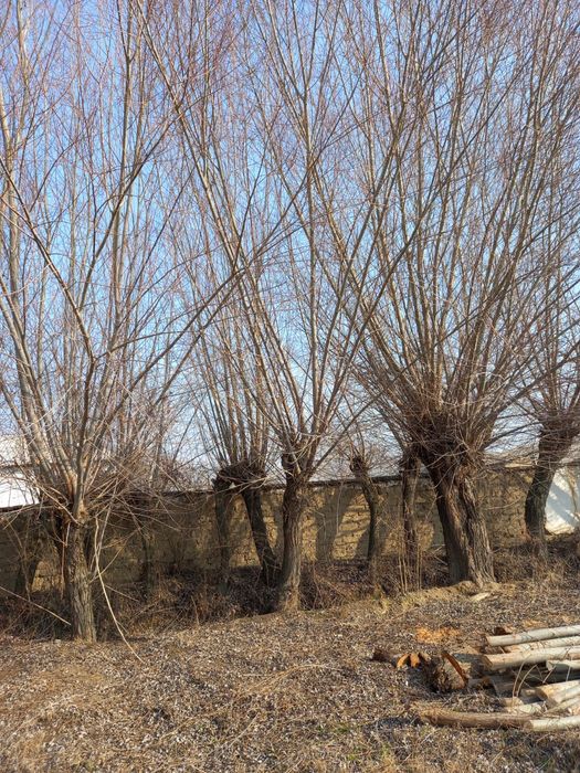 Толлар сотилади бешик учун