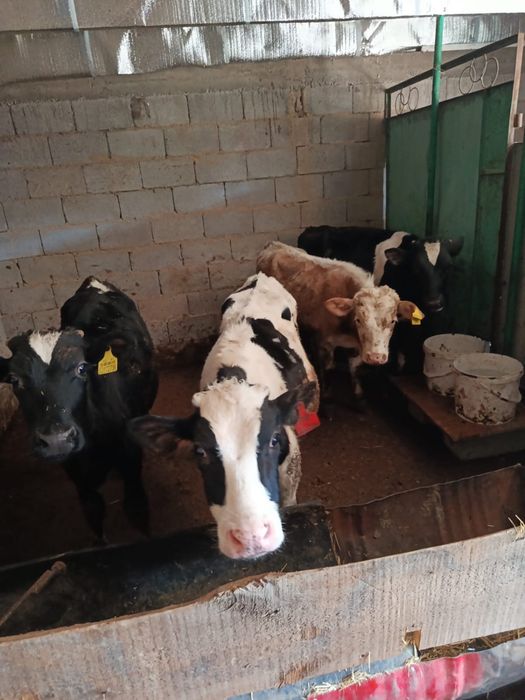 Бузау сатылад срочно