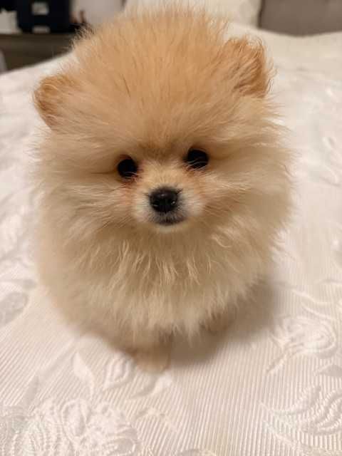 Pomeranian cu pedigree, poze reale!