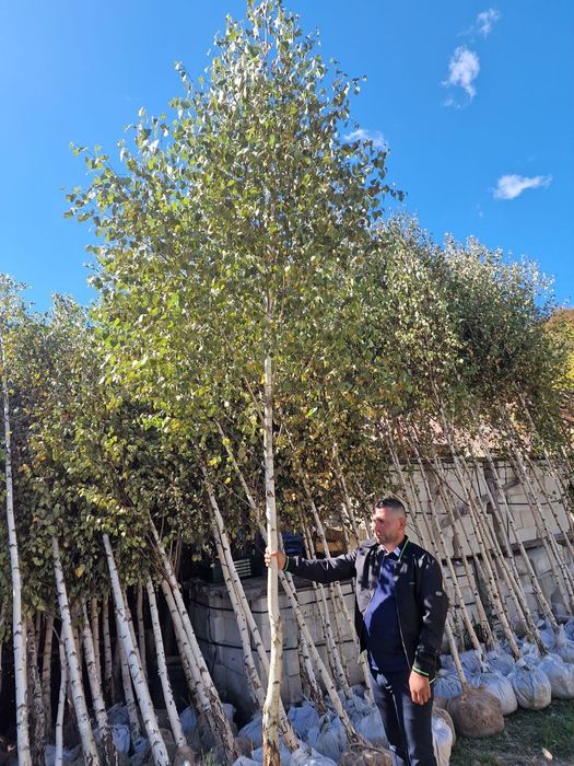 Mesteacăn avem mai multe dimensiuni Transport gratuit