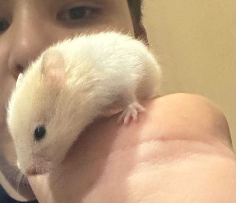 Хомяки сирийские