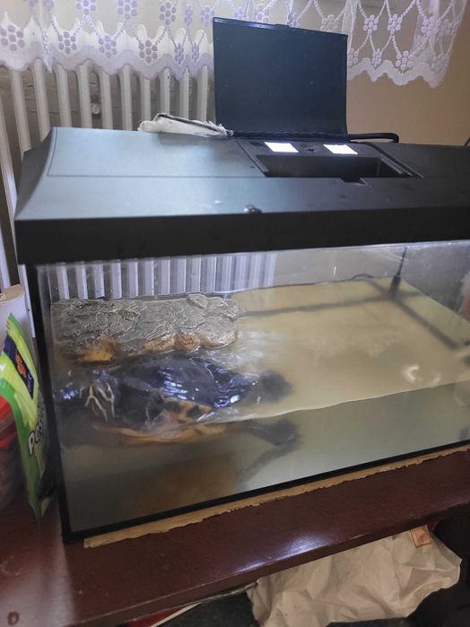 Broasca țestoasă, varsta 12 ani