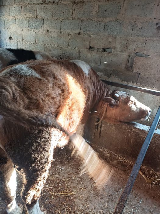 Бұқа сатылады...