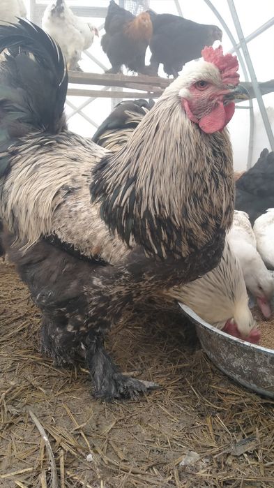 Продам петухов на племя