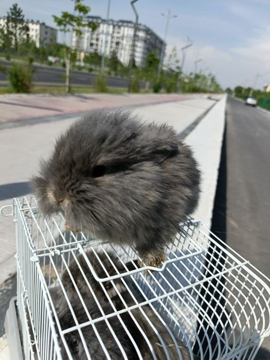 Продам карлики кролики
