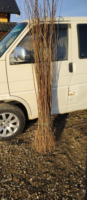 Puieți salcâm frasin tei fag carpen stejar mesteacăn plop brad molid