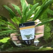Plante easy-pesti