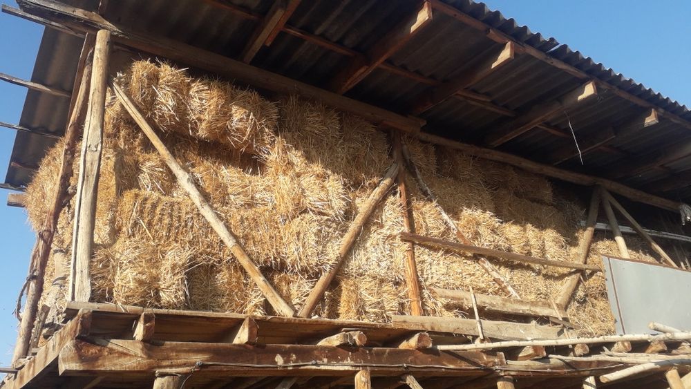 Mosh Somon pris sotiladi