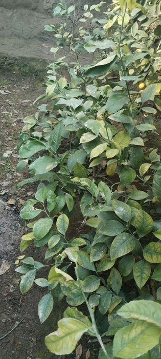 Лимон  кучатлари сотилади