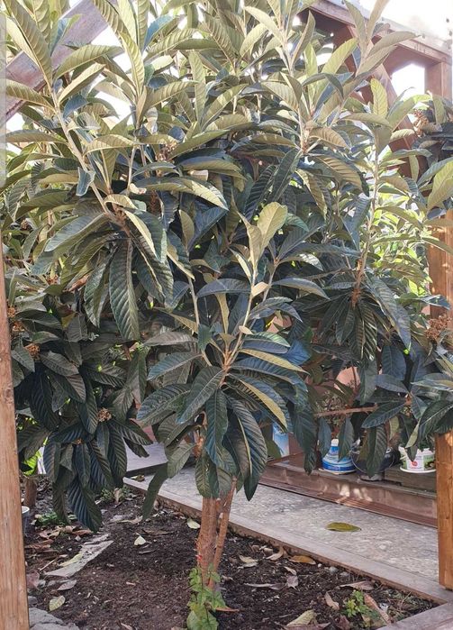 Японска мушмула - фиданки