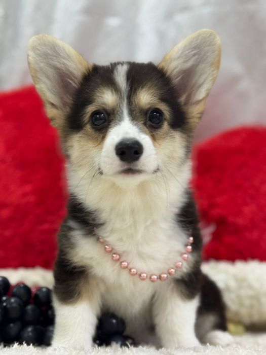 Шикарная девочка вельш корги пемброк