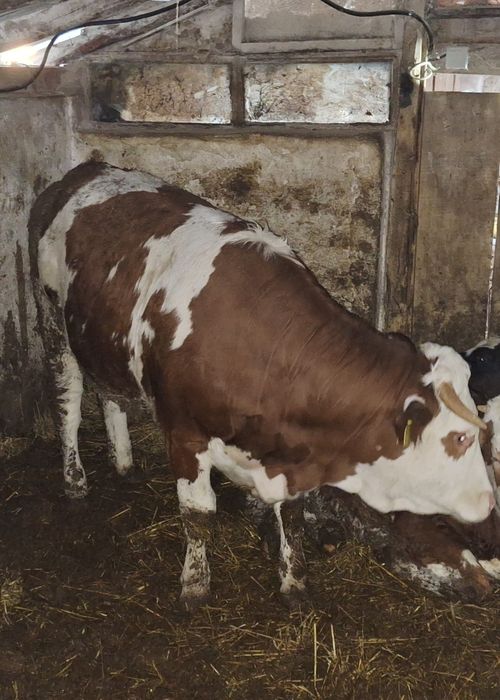 Vând Taur şi Jurincă