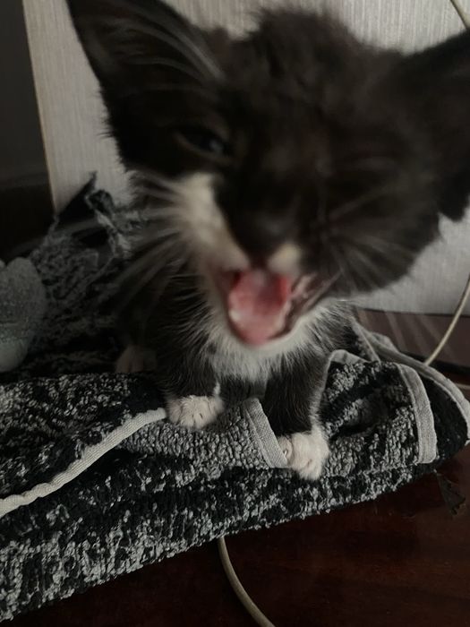 Отдам котенка бесплатно