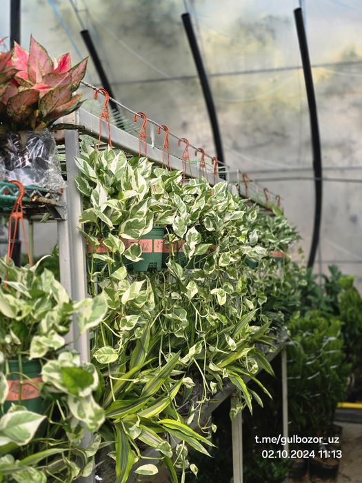 Комнатные растения Hona va ofis uchun gullar