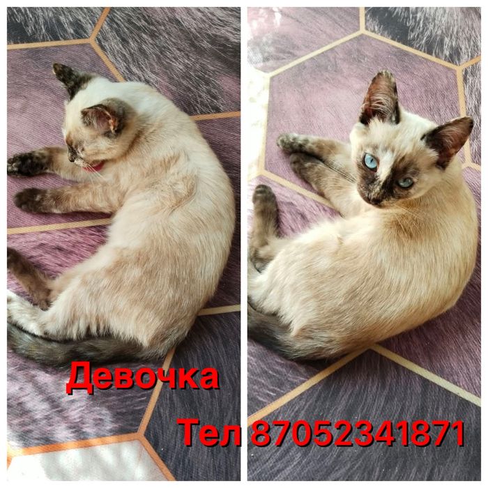 Отдам котят (девочки)