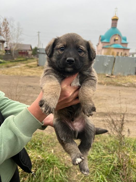 Щенки в добрые руки