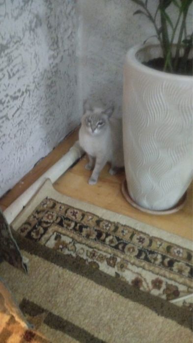 Кошка балинез даром