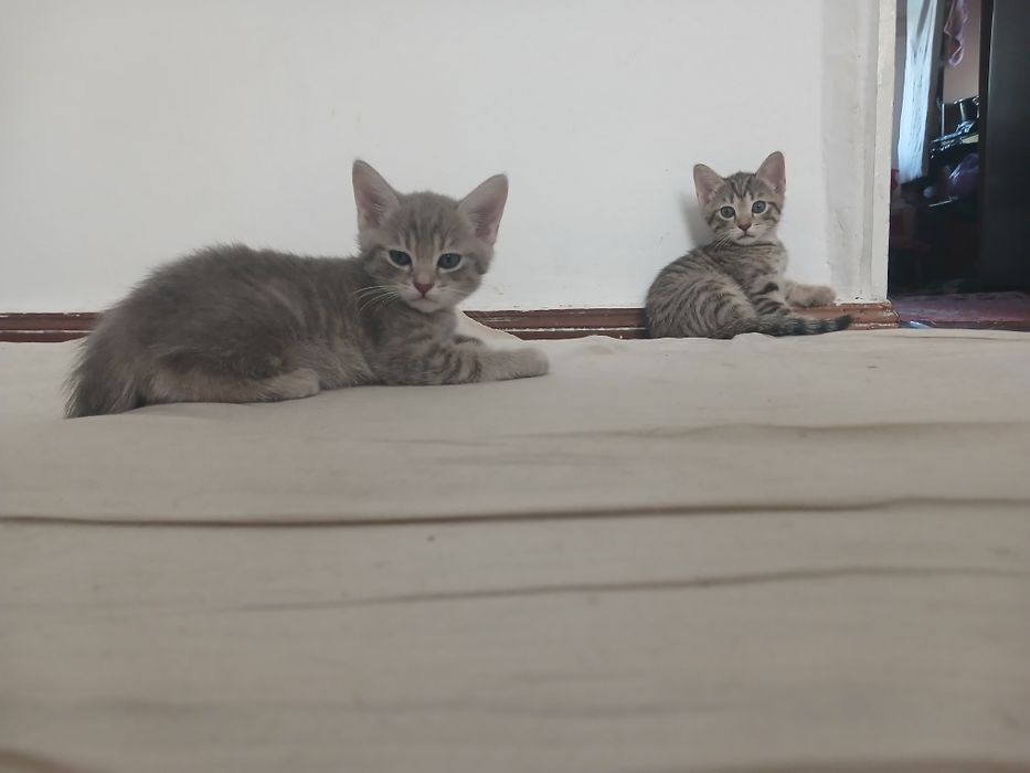 Кошка шотландский скотиш фолд ихнин мама 3 котят Малчики 1 месяц