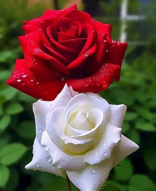 Мевали дарахт кўчатлари Каттақўрғон