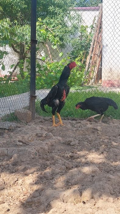 Jója xóroz sotiladi7