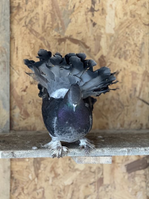 Porumbei voltati indieni