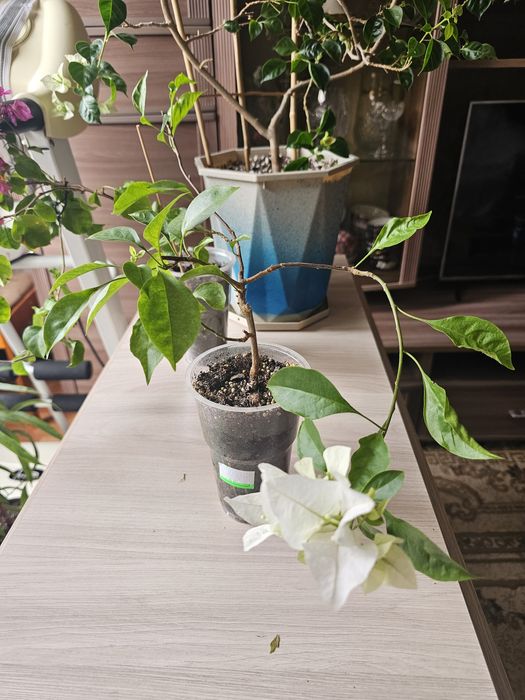 Комнатные цветы.