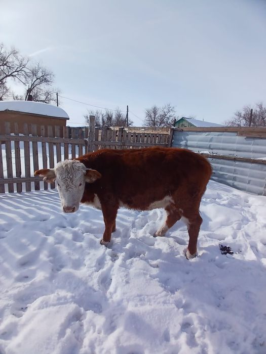 Продам крупно-рогатый скот 500.000 тенге