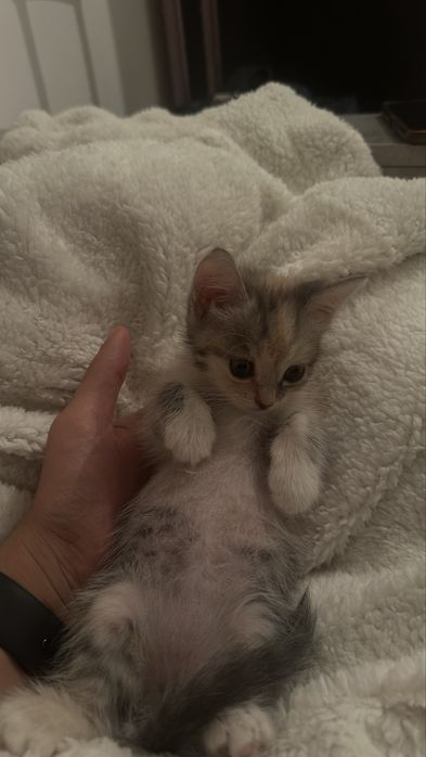 котенок.