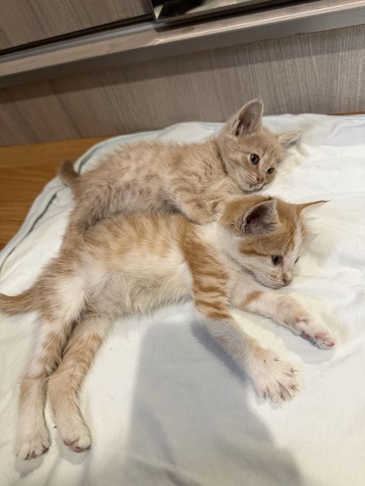 Отдам котят в хорошие руки
