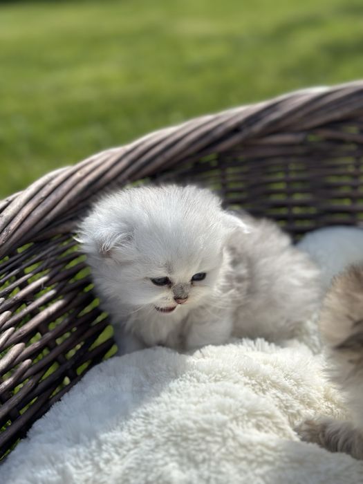 Scottish longhair CU PEDIGREE