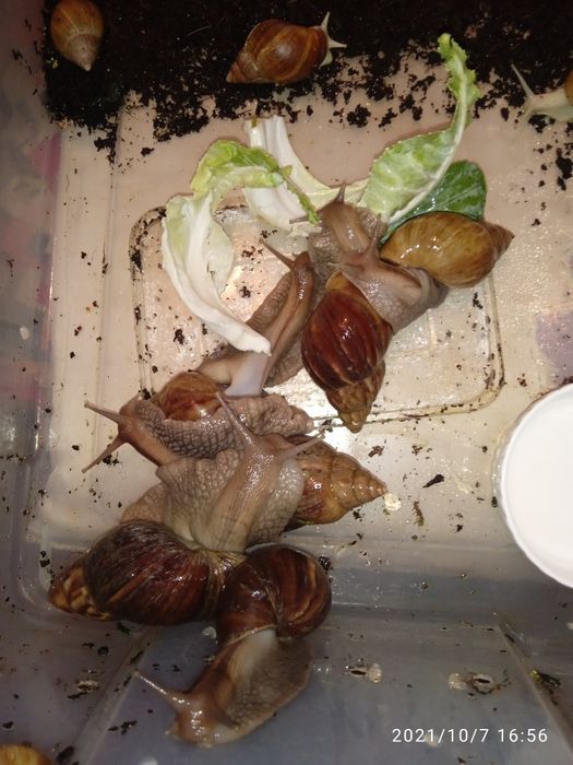 Улитки ахатина африканские