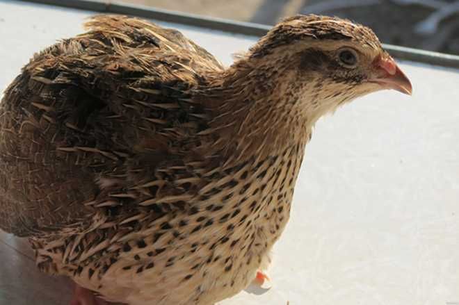 Бедана белий гигант Эстон, Феникс, смокинг беданала сотилади