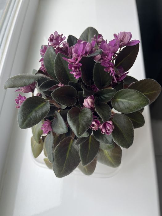 Продам домашние цветы