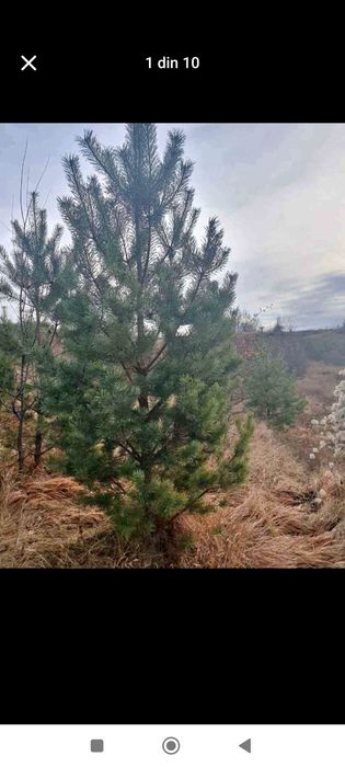 Vând puieți tratați cu prinde sută la sută