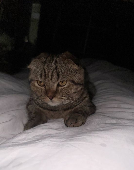 Scottish Fold mushuk