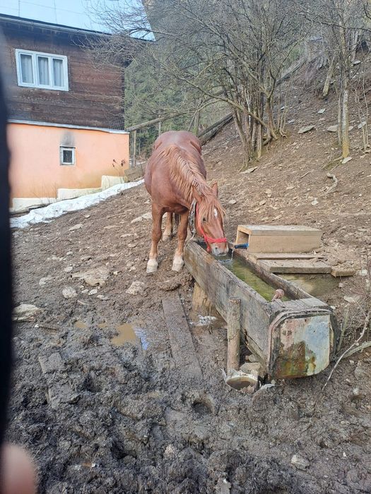 Cai si iepe de vanzare
