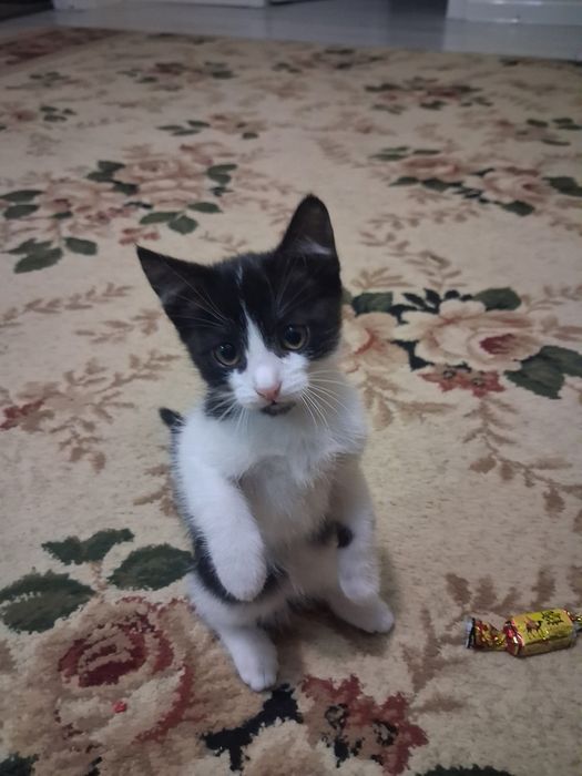Отдам котят в добрые руки
