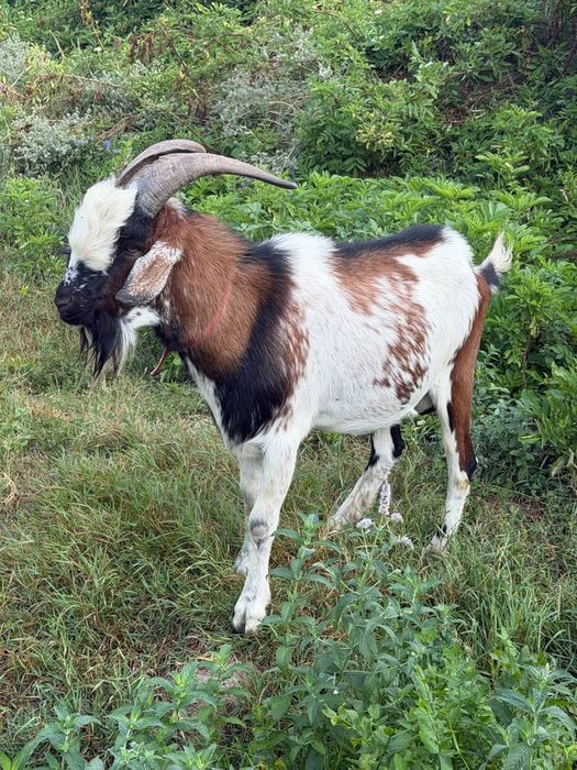 Țap bun de monta