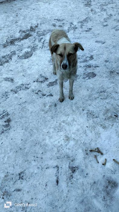 Собака в хорошие руки