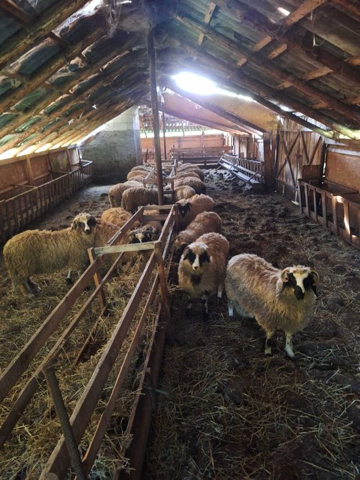 Miei  de vanzare foarte grasi buni de pastrama