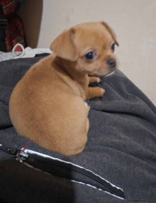 Мини чихуахуа,две момчета и две момичета.