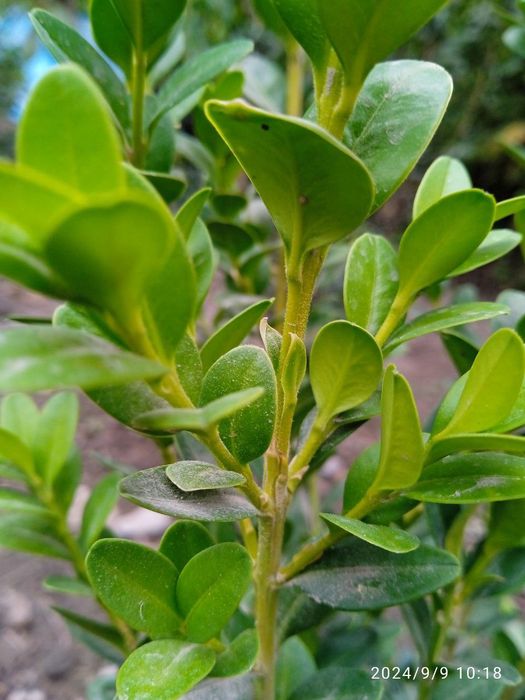 Shamshod gullari (2 yillik)