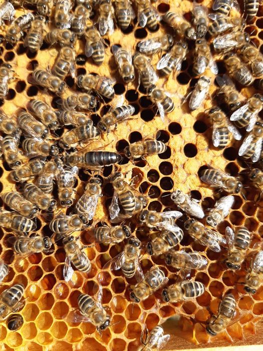 Matci imperecheate natural . Matci neimperecheate . Botci 2026