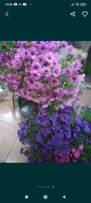 Садовые растения  , цветы