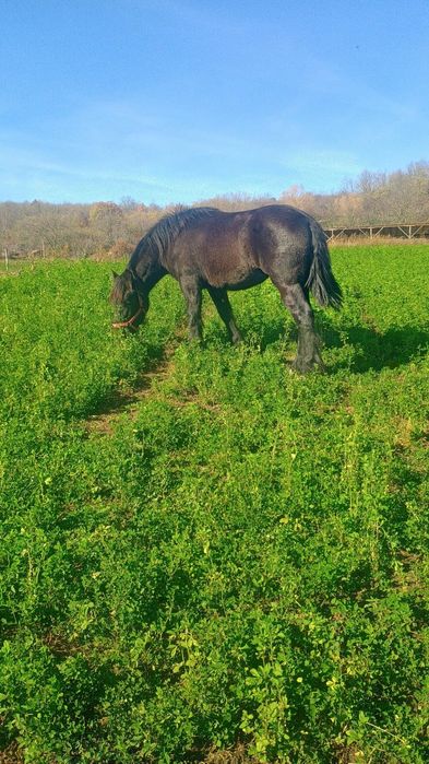 Mânză Belgiană disponibilă