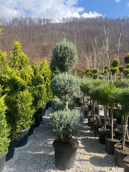 Plante ornamentale tuia leylandii smarald mesteacan